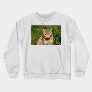 slb kitty Crewneck Sweatshirt